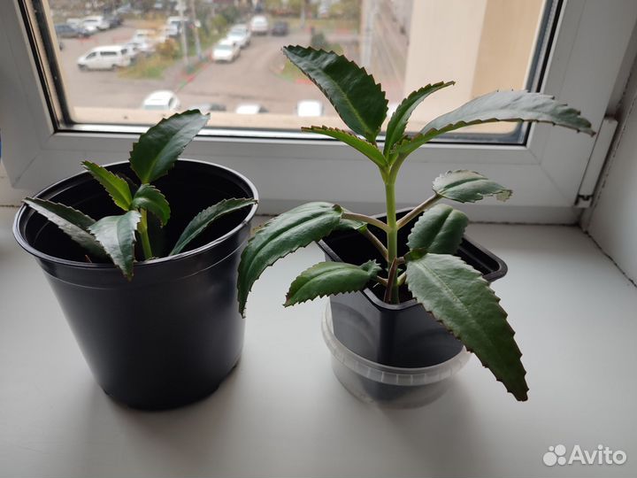 Каланхоэ лечебное