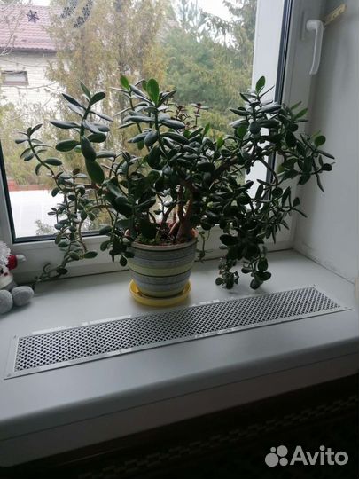 Денежное дерево Толстянка