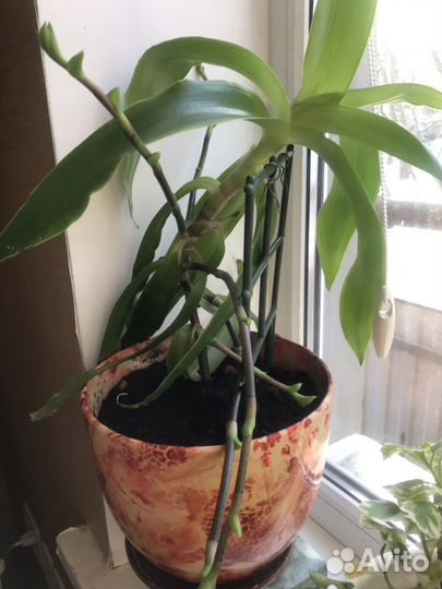 Золотой Ус, каланхоэ, мята, алоэ, джинура