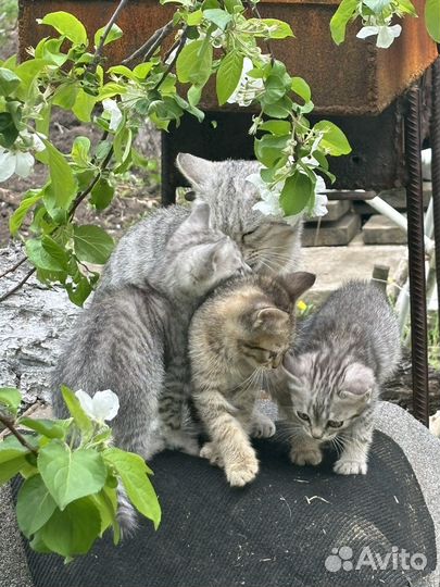 Отдам котенка в добрые руки