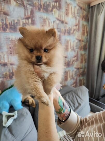 Щенки шпица