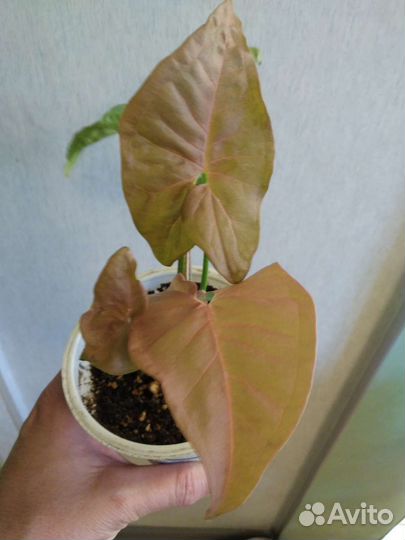 Комнатные растения цветы