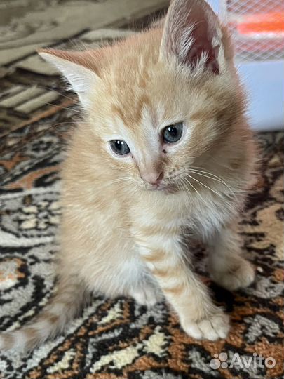 Котята в добрые руки даром