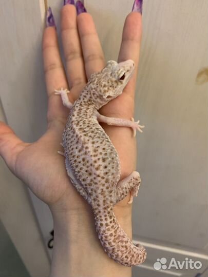 Пятнистый эублефар