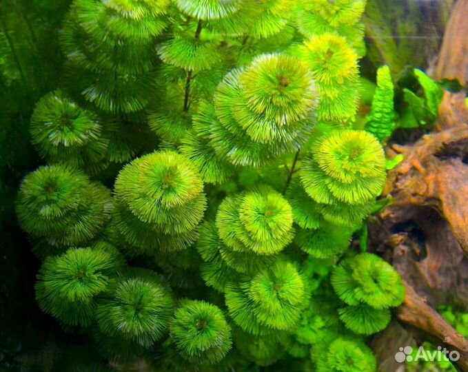 Гуппи чистые линии. Аквариумные растения