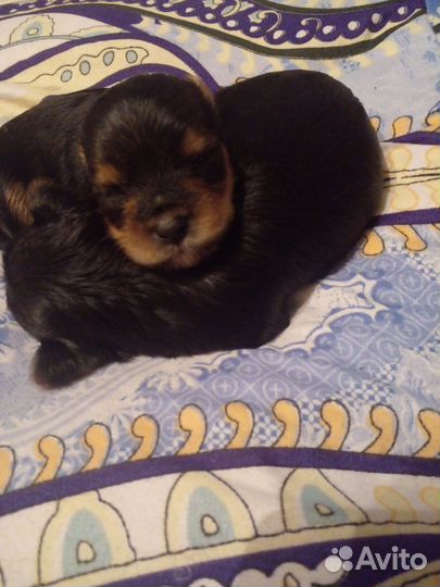 Йоркширский терьер щенки
