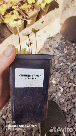 Цветы многолетние почвопокровные