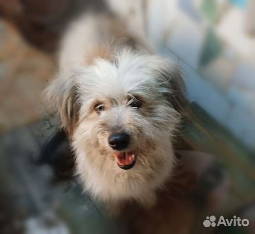 Мелкая собачка в добрые руки