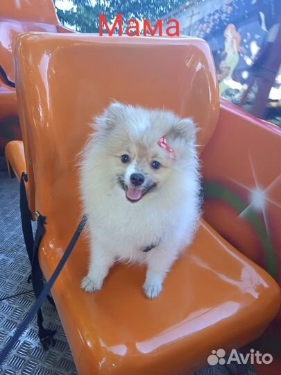 Померанский щпиц мини