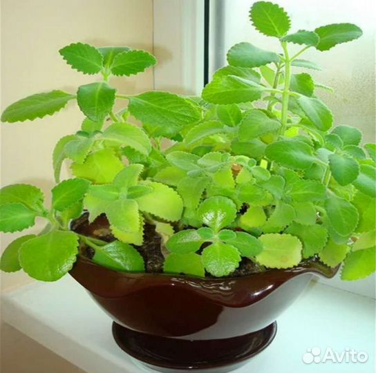 Бегония разная,мята,традесканция,каллизия и др