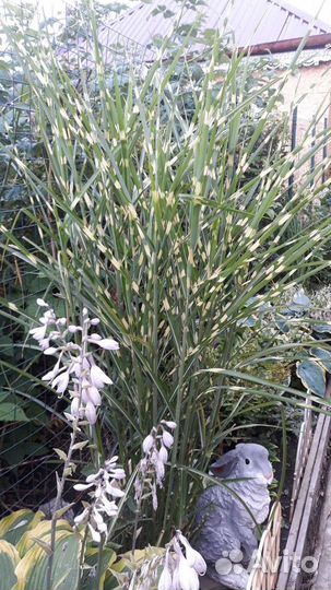 Мискантус зебринус, злак