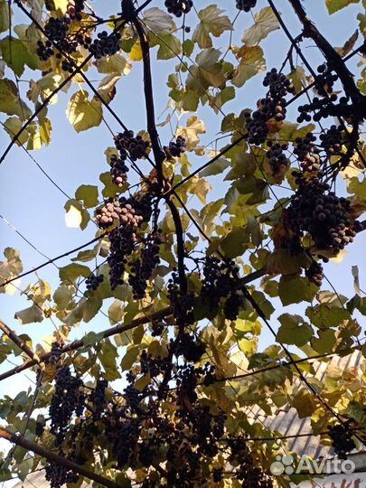 Винный виноград Изабелла