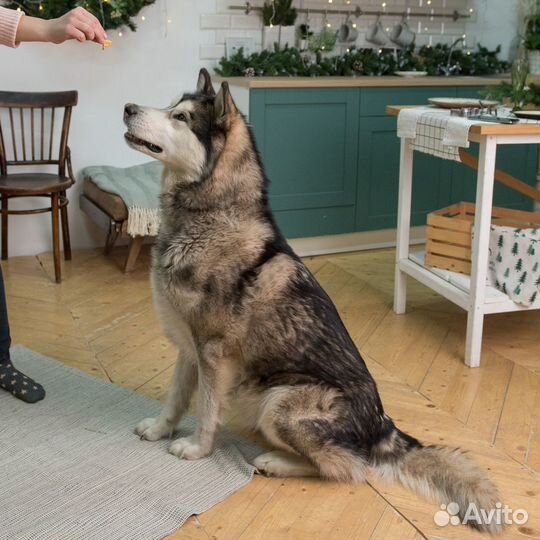 Добрый Волк ищет добрую семью