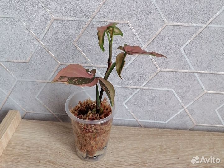 Сингониум ред спот триколор