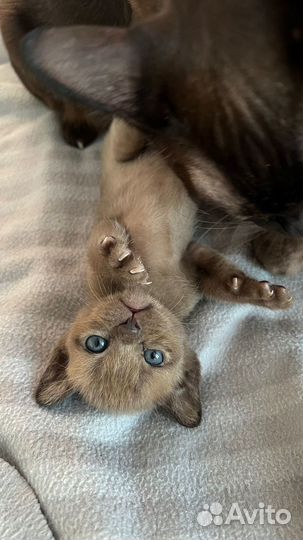 Европейская бурма котята