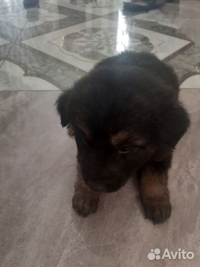 Щенки немецкой овчарки