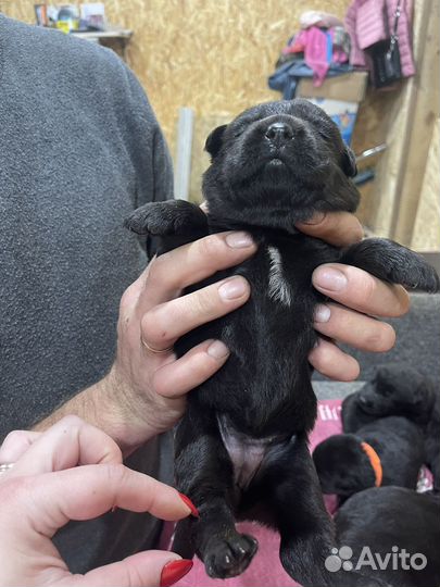 Черная немецкая овчарка