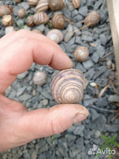 Улитки садовые