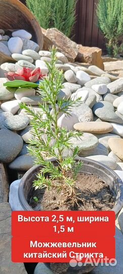 Можжевельник