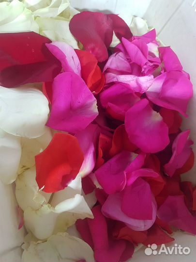 Лепестки роз свежие крупные лепестки с доставкой