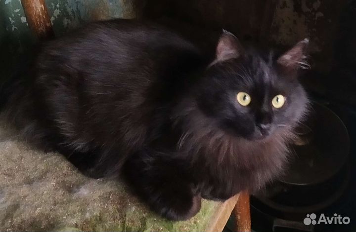 Жил да был черный кот