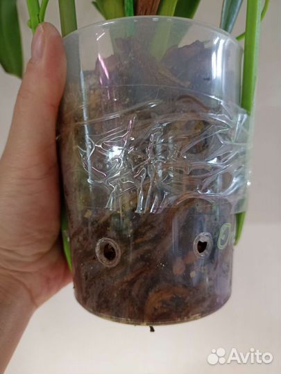 Орхидея Фрагмипедиум