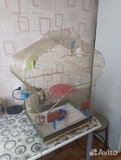 Волнистые попугаи