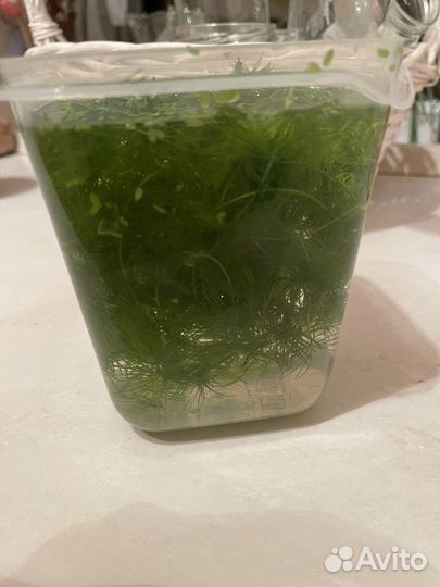 Роголистник в аквариум