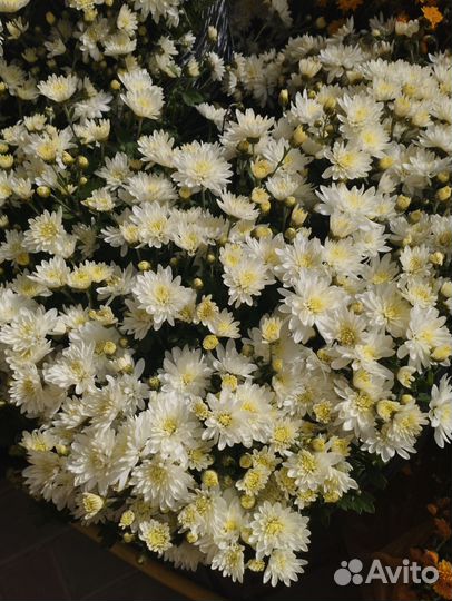 Хризантема шаровидная