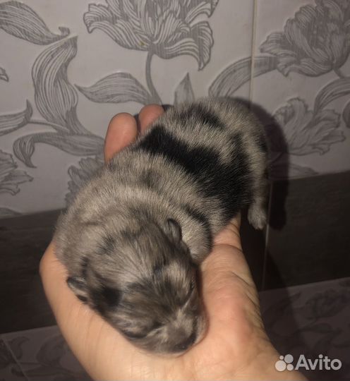 Щенки шпица