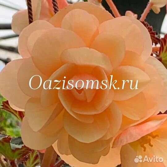 Бегония ампельная