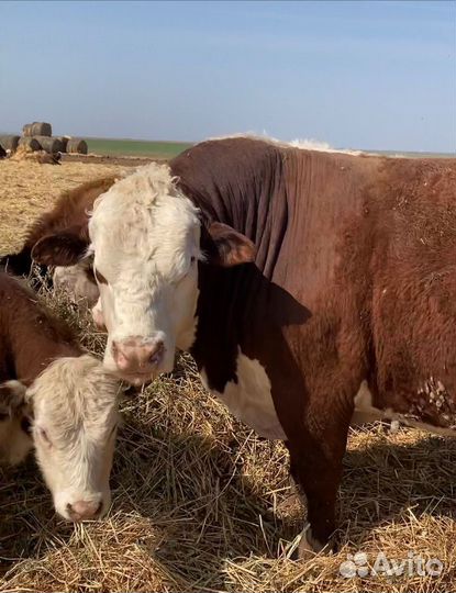 Быки на племя