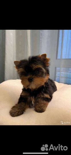 Йоркширский терьер