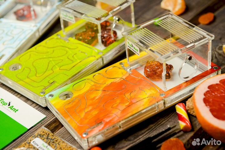 Муравьиная ферма / Формикарий