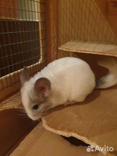 Белые и черные шиншиллы