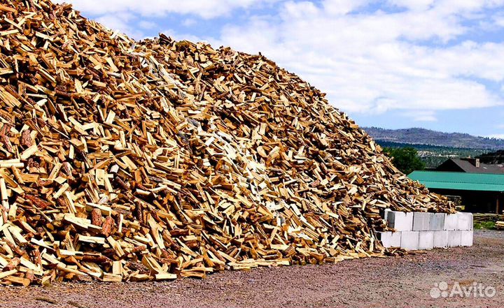 Береза на выбор