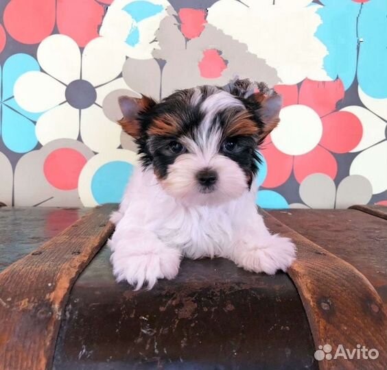 Девочки и Мальчики 2,5 мес