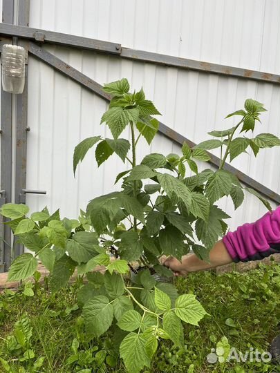 Малина сорта Бристоль (черная), Амира (красная)