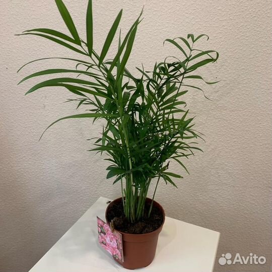 Комнатное растение Хамедорея (Пальма)