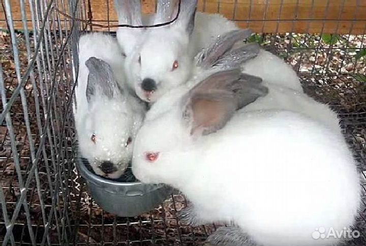 Комбикорм для кроликов с доставкой