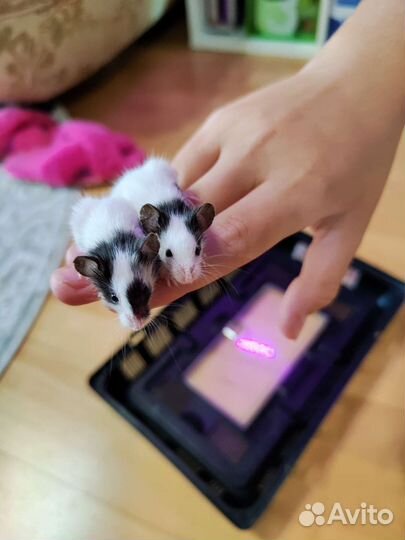 Декоративные японские карликовые мышки