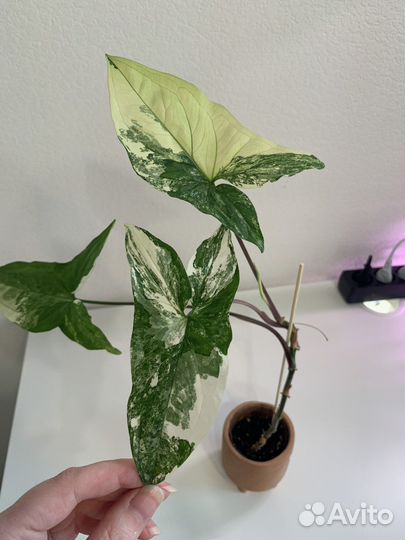 Сингониум imperial вайт - в горшочке