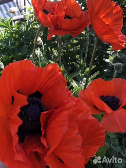 Излишки (цветы)