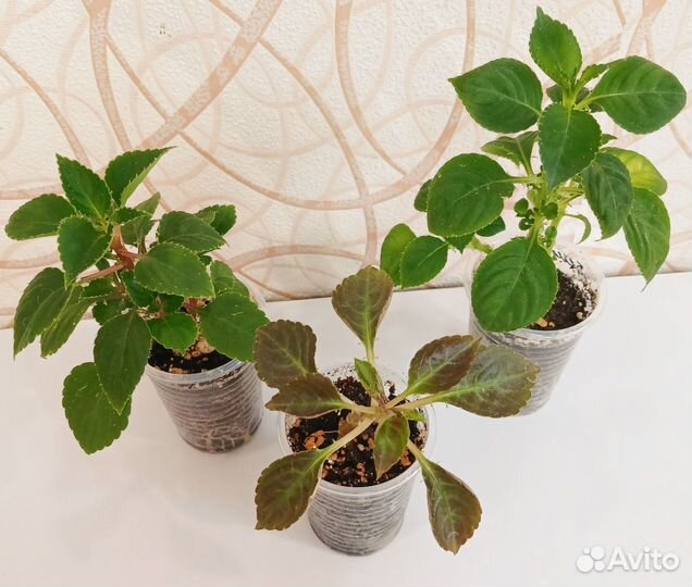 Бальзамин ванька мокрый