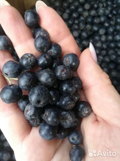 Черноплодная рябина