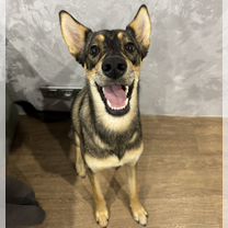 Взрослая собака в добрые руки