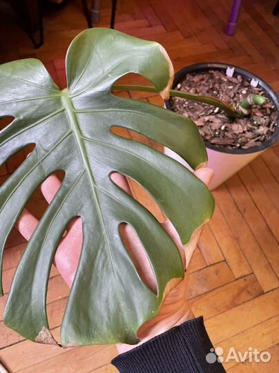 Ароидные (Монстера, Филодендрон, Эпипренум)