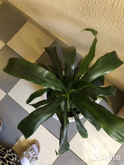 Комнатные цветы драцена