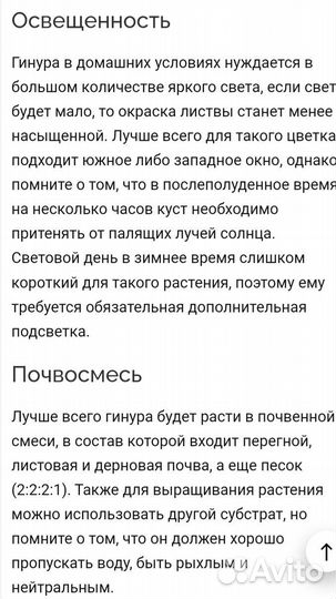 Комнатные цветы Гинура (Синяя птица)