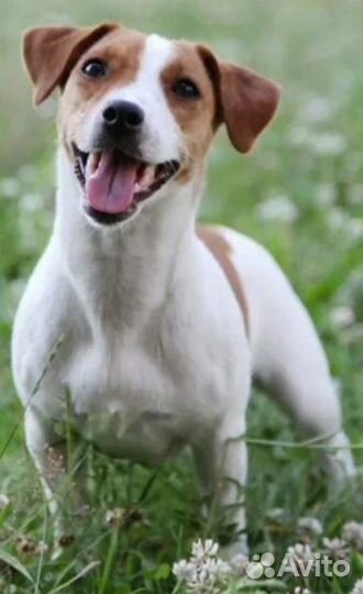 Джек Рассел терьер